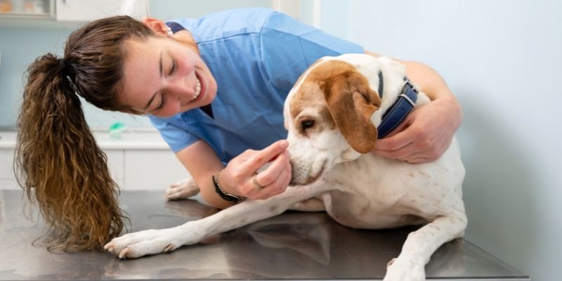 what-qualifications-do-you-need-to-become-a-veterinary-support